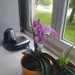 Apartman Oli