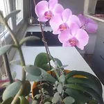 Apartman Oli